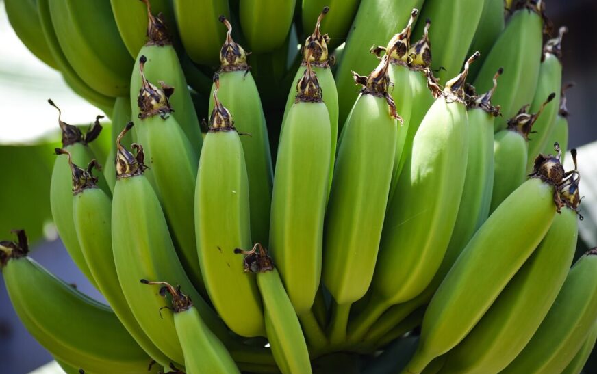 L’importance de la taille du bananier : Pourquoi, quand et comment tailler pour favoriser la croissance, stimuler la floraison et limiter les risques de maladies